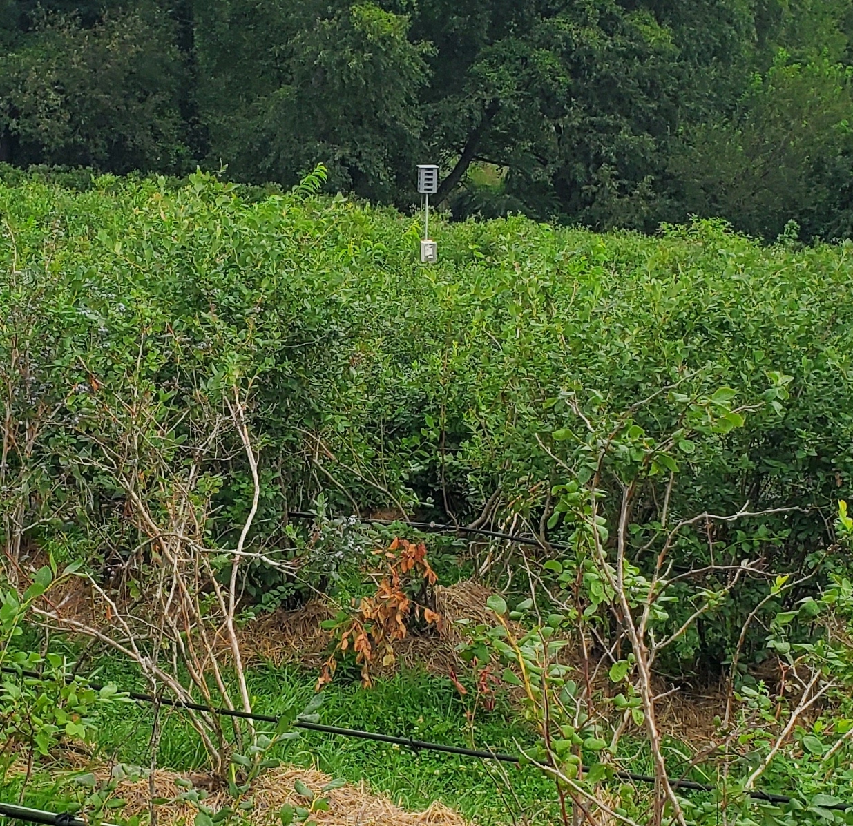 Bird damage scars in blueberries.